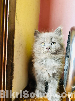 Pursian cat